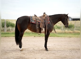 American Quarter Horse, Stute, 4 Jahre, 152 cm, Rotbrauner