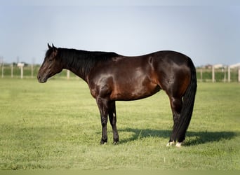 American Quarter Horse, Stute, 4 Jahre, 152 cm, Rotbrauner
