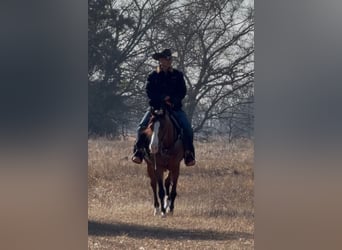 American Quarter Horse, Stute, 4 Jahre, 152 cm, Rotbrauner