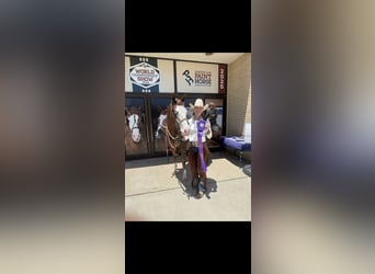 American Quarter Horse, Stute, 4 Jahre, 152 cm, Rotfuchs