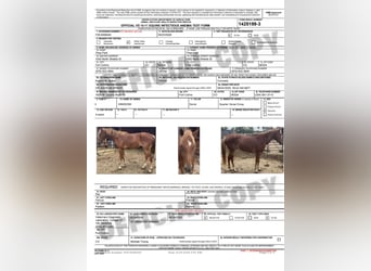 American Quarter Horse Mix, Stute, 4 Jahre, 152 cm, Rotfuchs