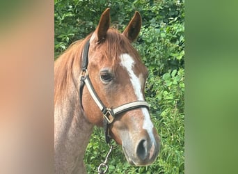 American Quarter Horse, Stute, 4 Jahre, 152 cm, Rotschimmel