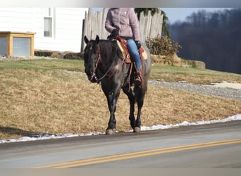 American Quarter Horse Mix, Stute, 4 Jahre, 152 cm