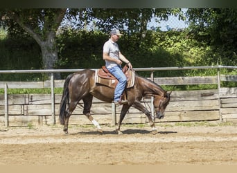 American Quarter Horse, Stute, 4 Jahre, 153 cm, Brauner