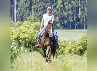 American Quarter Horse, Stute, 4 Jahre, 153 cm, Brauner