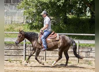 American Quarter Horse, Stute, 4 Jahre, 153 cm, Brauner