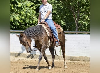 American Quarter Horse, Stute, 4 Jahre, 153 cm, Brauner