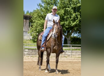 American Quarter Horse, Stute, 4 Jahre, 153 cm, Brauner