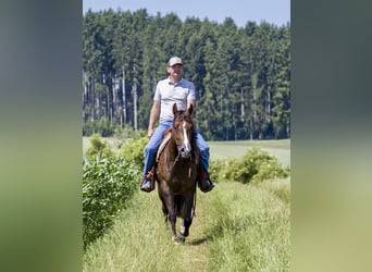 American Quarter Horse, Stute, 4 Jahre, 153 cm, Brauner