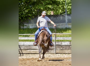 American Quarter Horse, Stute, 4 Jahre, 153 cm, Brauner