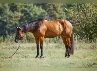 American Quarter Horse, Stute, 4 Jahre, 153 cm, Brauner