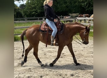 American Quarter Horse, Stute, 4 Jahre, 153 cm, Fuchs