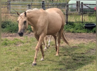 American Quarter Horse, Stute, 4 Jahre, 153 cm, Palomino