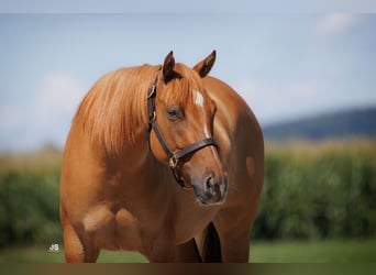 American Quarter Horse, Stute, 4 Jahre, 153 cm, Red Dun