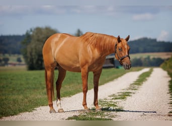 American Quarter Horse, Stute, 4 Jahre, 153 cm, Red Dun