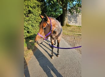 American Quarter Horse, Stute, 4 Jahre, 153 cm, Roan-Bay