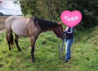 American Quarter Horse, Stute, 4 Jahre, 153 cm, Roan-Bay