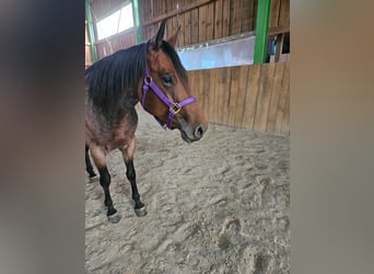 American Quarter Horse, Stute, 4 Jahre, 153 cm, Roan-Bay