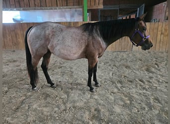 American Quarter Horse, Stute, 4 Jahre, 153 cm, Roan-Bay