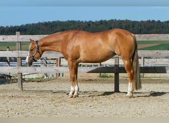 American Quarter Horse, Stute, 4 Jahre, 154 cm, Red Dun