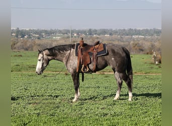 American Quarter Horse, Stute, 4 Jahre, 155 cm, Apfelschimmel