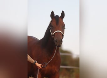 American Quarter Horse, Stute, 4 Jahre, 155 cm, Brauner