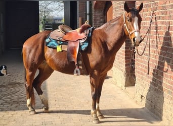 American Quarter Horse, Stute, 4 Jahre, 155 cm, Brauner