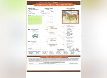 American Quarter Horse, Stute, 4 Jahre, 155 cm, Brauner