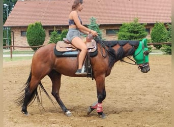 American Quarter Horse, Stute, 4 Jahre, 155 cm, Brauner