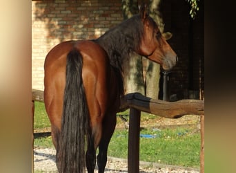 American Quarter Horse, Stute, 4 Jahre, 155 cm, Brauner