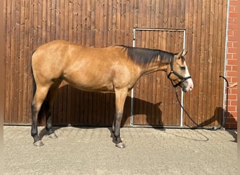 American Quarter Horse, Stute, 4 Jahre, 155 cm, Buckskin