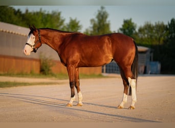 American Quarter Horse, Stute, 4 Jahre, 155 cm, Dunkelbrauner