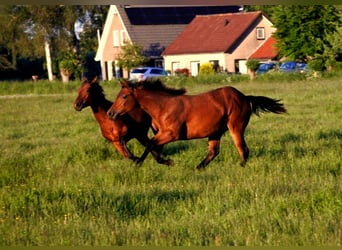 American Quarter Horse, Stute, 4 Jahre, 155 cm, Dunkelbrauner