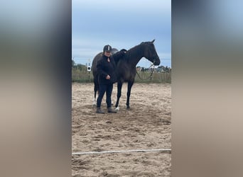 American Quarter Horse, Stute, 4 Jahre, 155 cm, Grullo