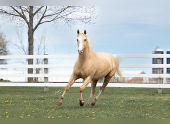 American Quarter Horse, Stute, 4 Jahre, 155 cm, Palomino