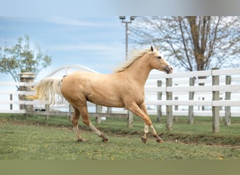 American Quarter Horse, Stute, 4 Jahre, 155 cm, Palomino