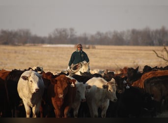 American Quarter Horse Mix, Stute, 4 Jahre, 155 cm, Perlino