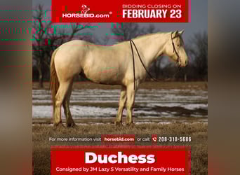 American Quarter Horse Mix, Stute, 4 Jahre, 155 cm, Perlino