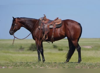 American Quarter Horse, Stute, 4 Jahre, 155 cm, Rotbrauner