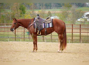 American Quarter Horse, Stute, 4 Jahre, 155 cm, Rotfuchs