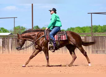 American Quarter Horse, Stute, 4 Jahre, 155 cm, Rotfuchs