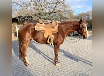 American Quarter Horse, Stute, 4 Jahre, 156 cm, Fuchs