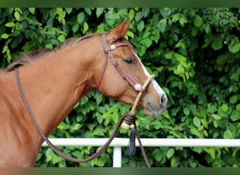 American Quarter Horse, Stute, 4 Jahre, 156 cm, Fuchs