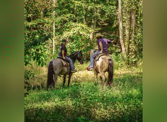 American Quarter Horse, Stute, 4 Jahre, 157 cm, Buckskin