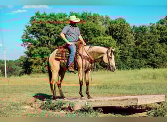 American Quarter Horse, Stute, 4 Jahre, 157 cm, Buckskin