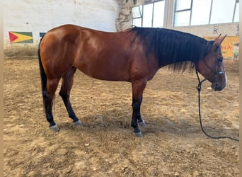 American Quarter Horse, Stute, 4 Jahre, 157 cm, Dunkelbrauner