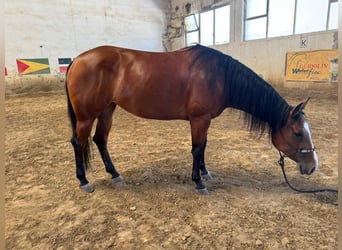 American Quarter Horse, Stute, 4 Jahre, 157 cm, Dunkelbrauner
