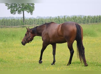 American Quarter Horse, Stute, 4 Jahre, 157 cm, Dunkelbrauner