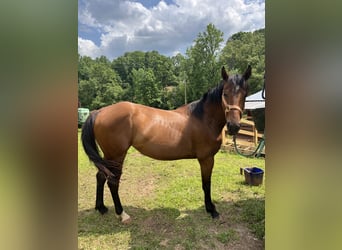 American Quarter Horse, Stute, 4 Jahre, 157 cm, Hellbrauner
