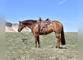 American Quarter Horse, Stute, 4 Jahre, 157 cm, Red Dun